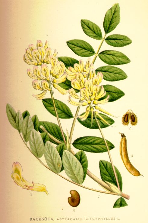 Astragalus glycyphyllus