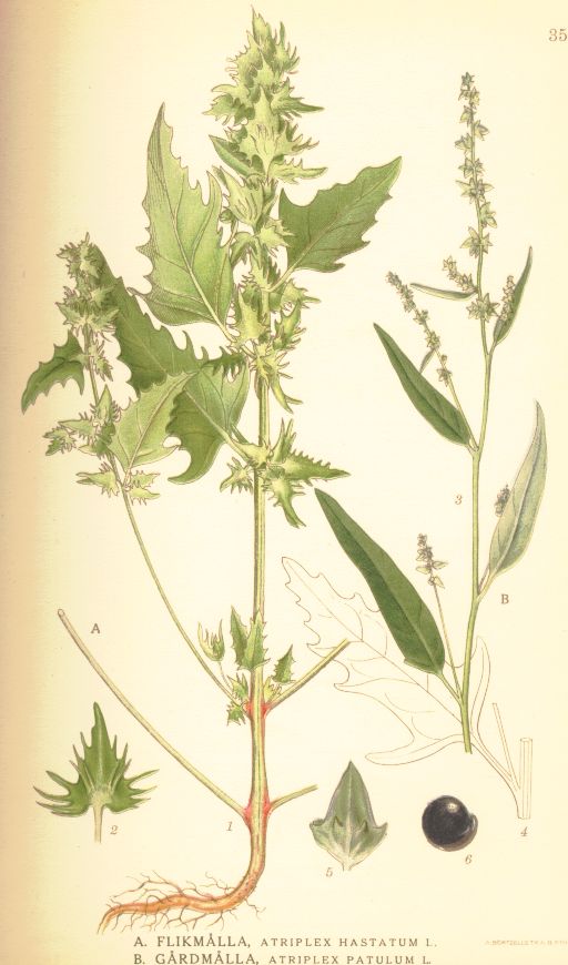 Atriplex_hastatum
