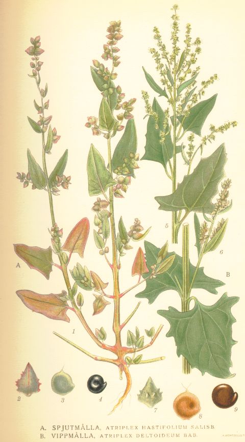 Atriplex_hastifolium