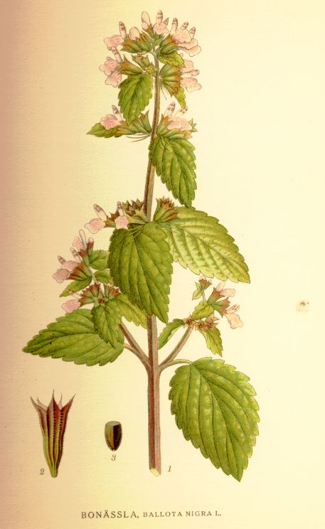 Ballota nigra