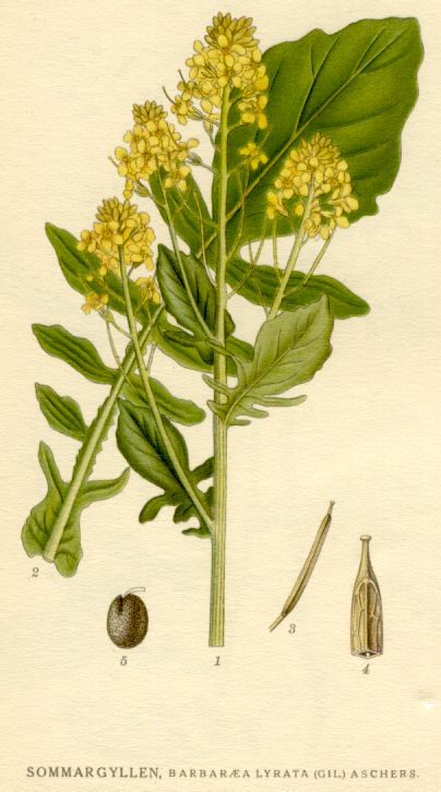 Barbaraea lyrata