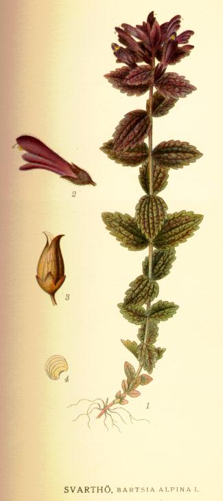 Bartsia alpina
