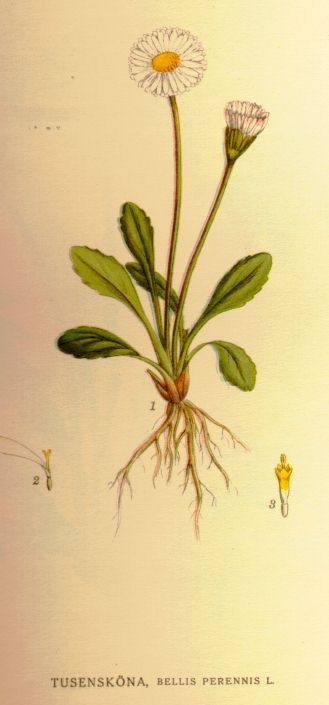 Bellis perennis