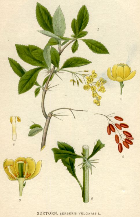 Berberis vulgaris