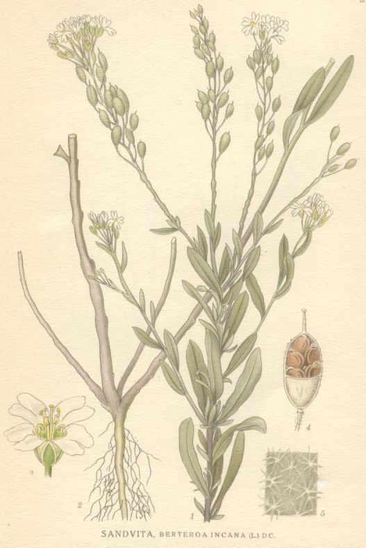 Berteroa incana