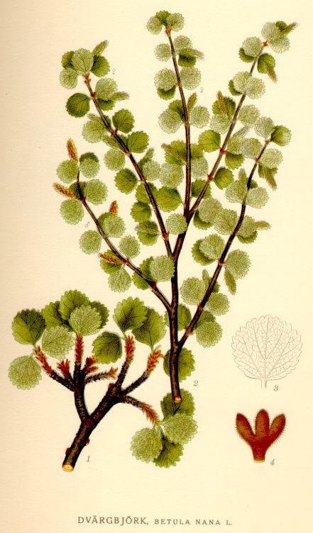 Betula nana