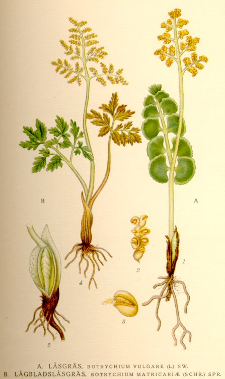 Botrychium_vulgare