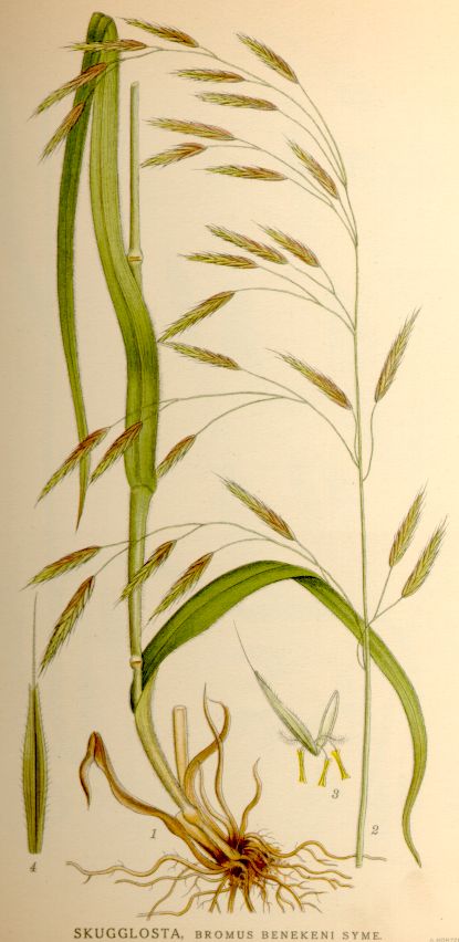 Bromus benekeni
