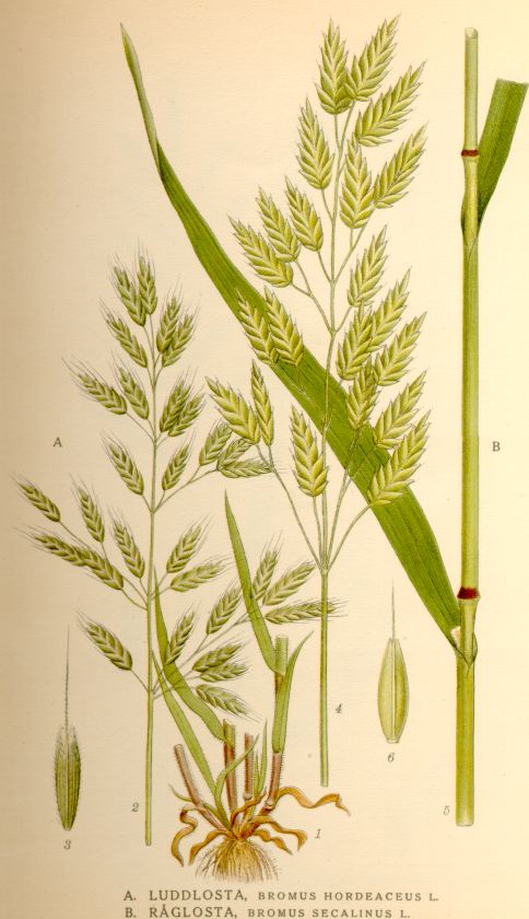 Bromus secalinus