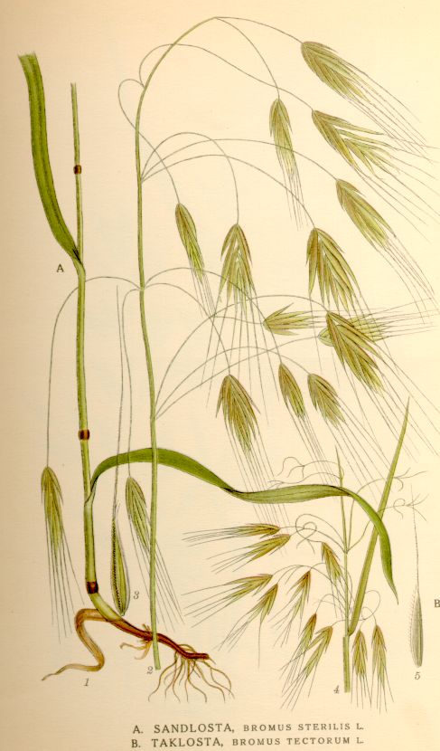 Bromus tectorum