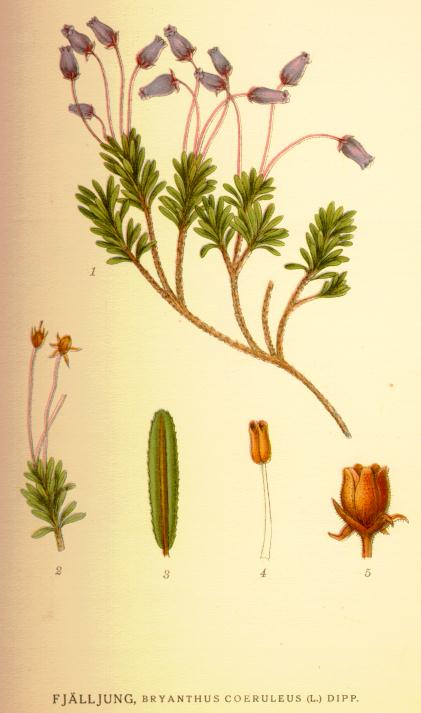 Bryanthus coeruleus