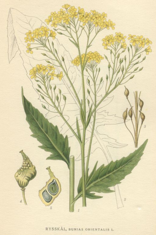 Bunias orientalis