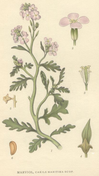 Cakile maritima