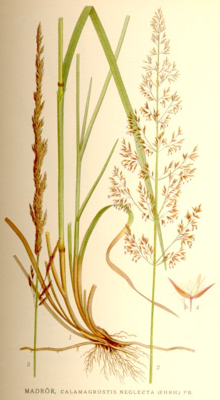 Calamagrostis_neglecta