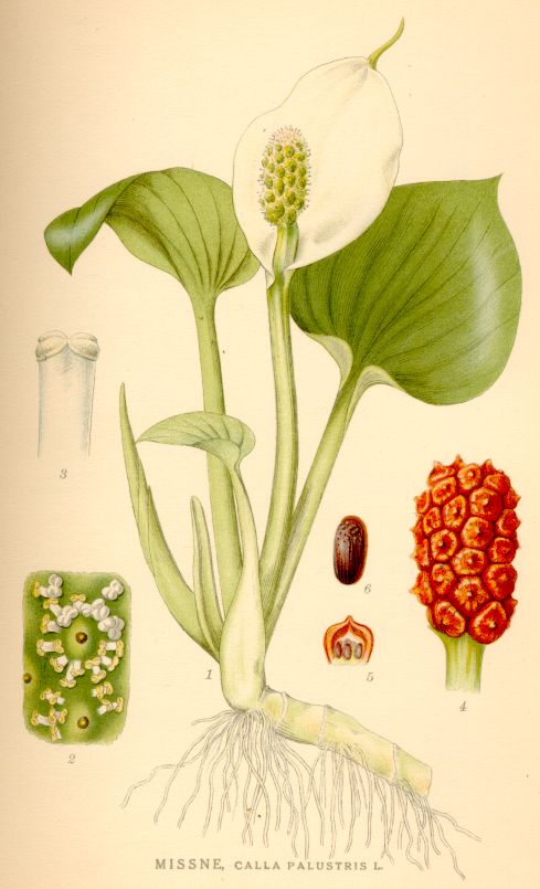Calla palustris