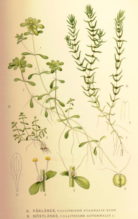 Callitriche_autumnalis
