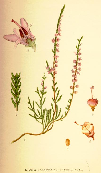 Calluna vulgaris