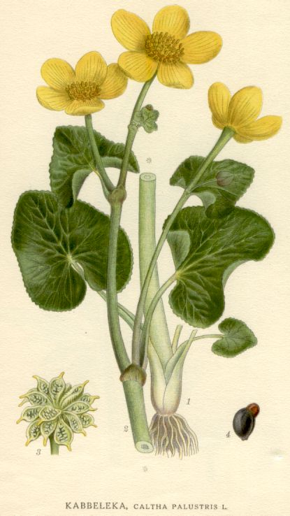 Caltha_palustris