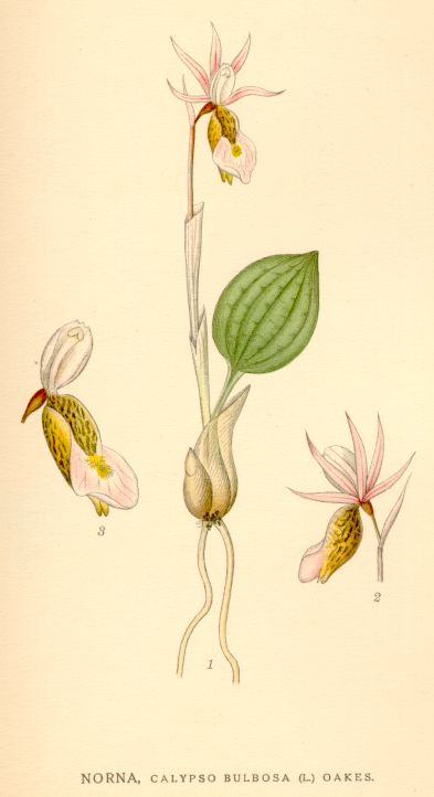 Calypso bulbosa