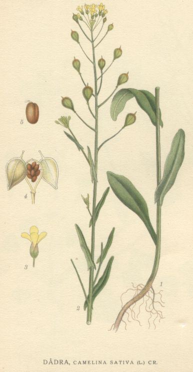 Camelina sativa