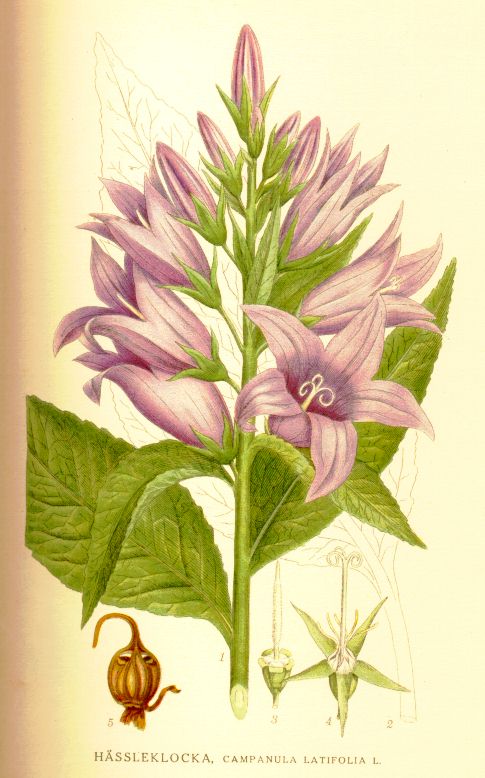 Campanula latifolia