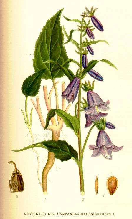 Campanula rapunculoides
