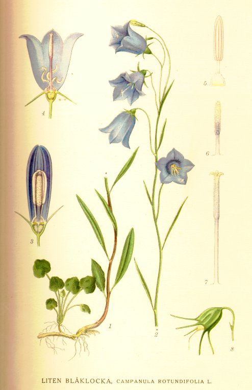 Campanula rotundifolia