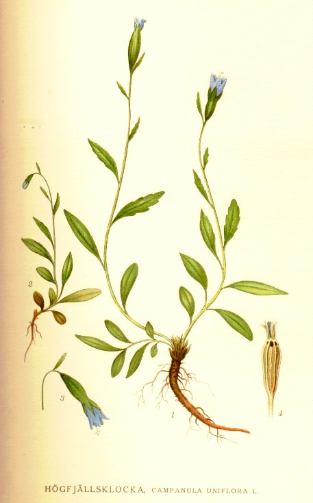 Campanula uniflora