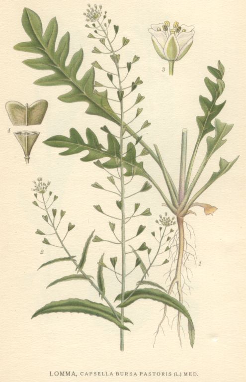 Capsella bursa pastoris