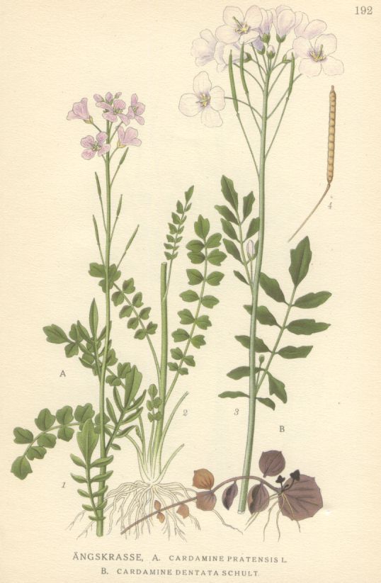 Cardamine pratensis