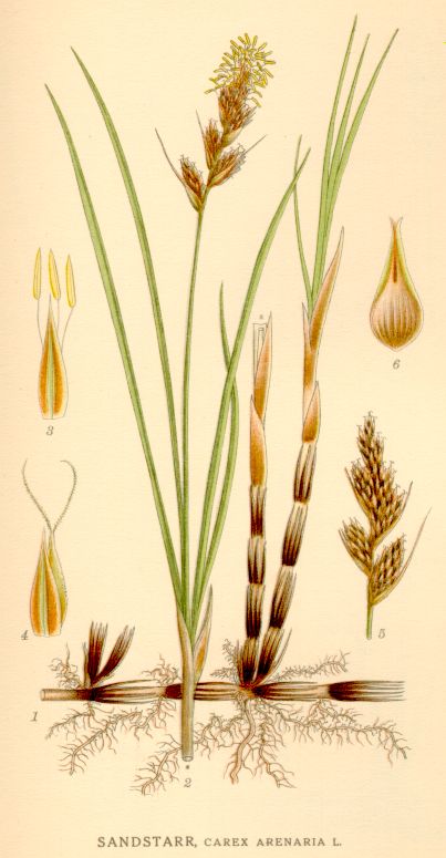Carex arenaria