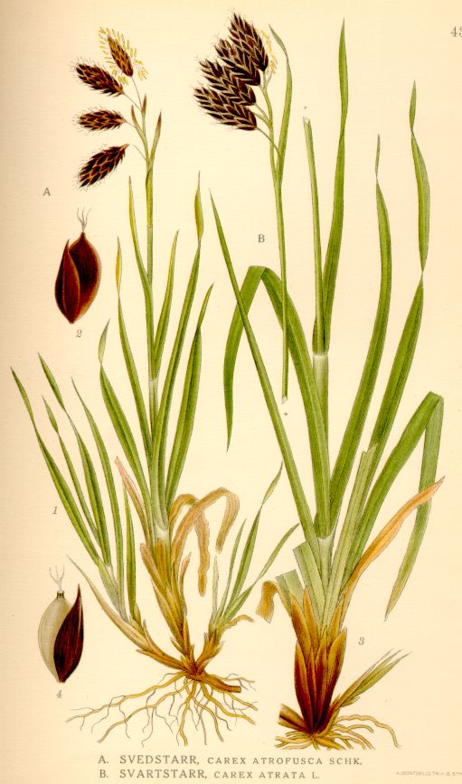 Carex atrata