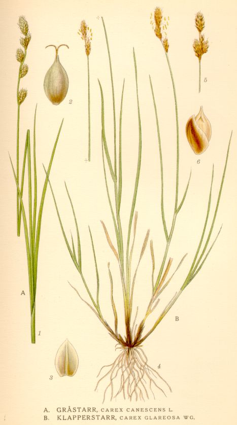 Carex canescens