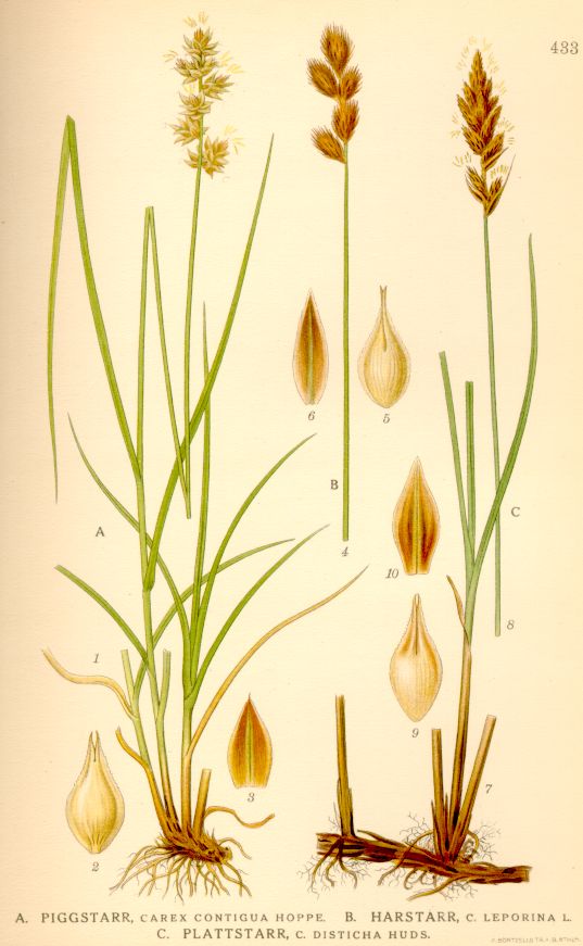 Carex disticha