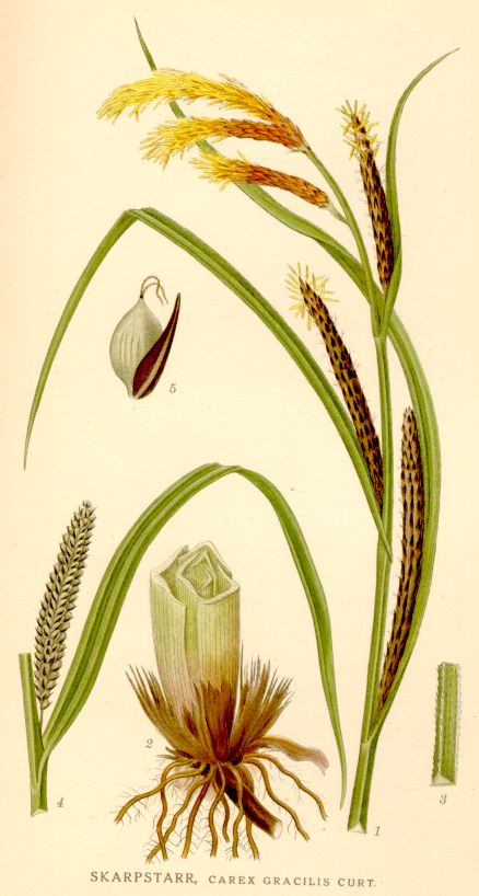 Carex gracilis
