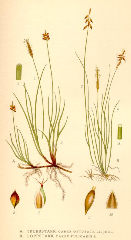 Carex obtusata