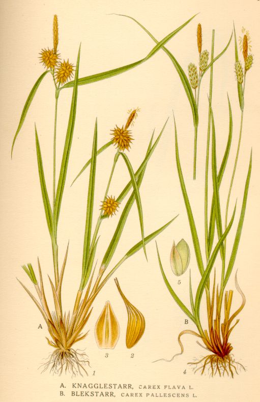 Carex pallescens