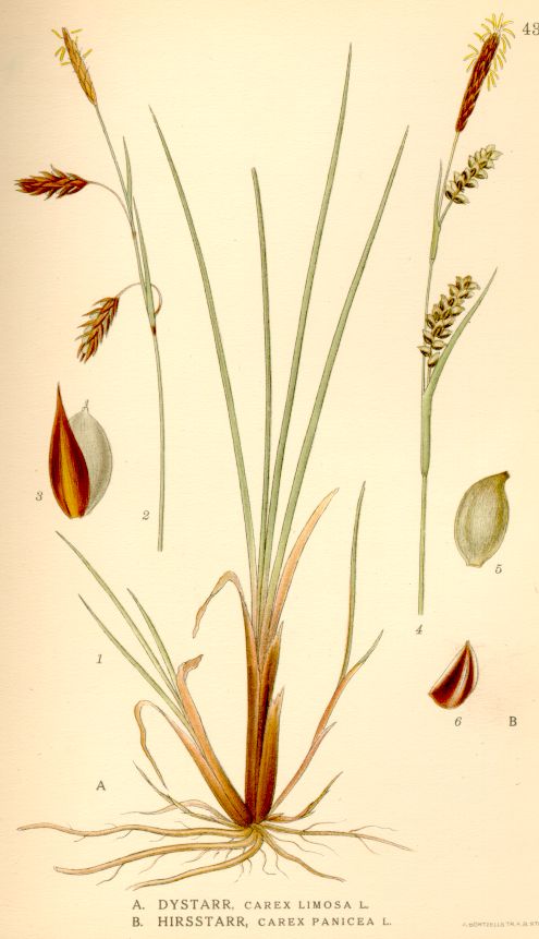 Carex panicea