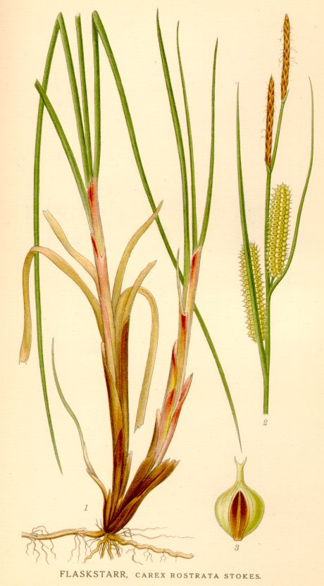 Carex rostrata