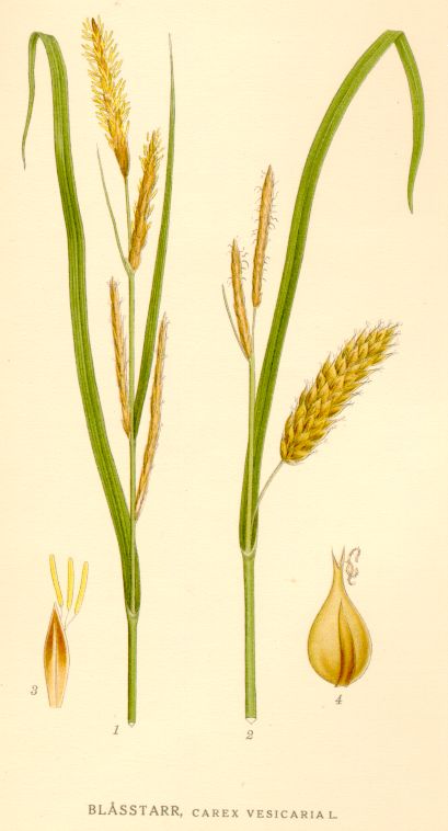 Carex vesicaria