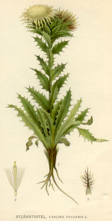 Carlina vulgaris