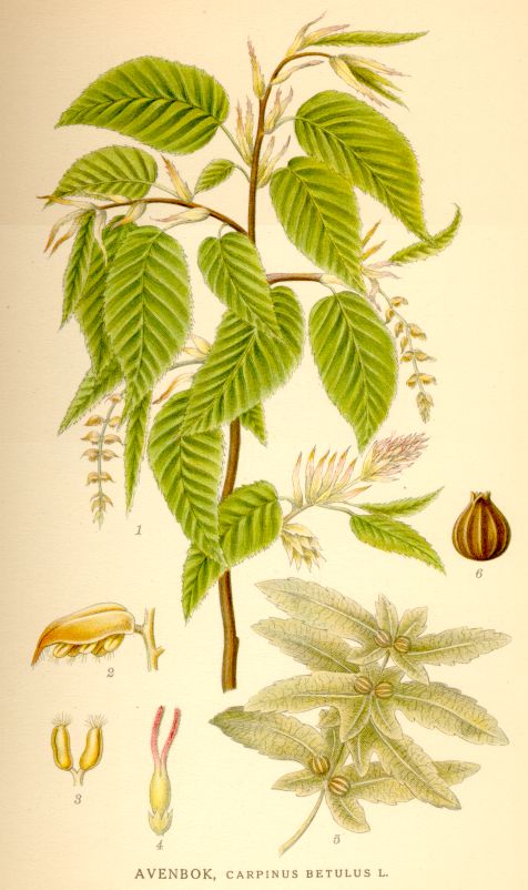 Carpinus betulus
