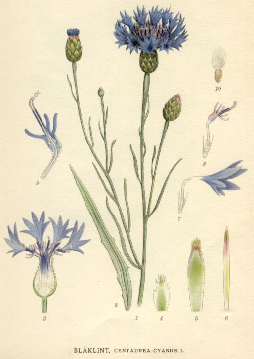 Centaurea cyanus
