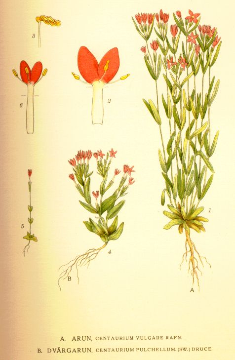 Centaurium pulchellum