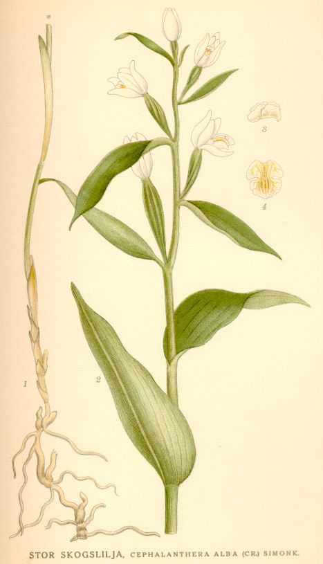 Cephalanthera alba