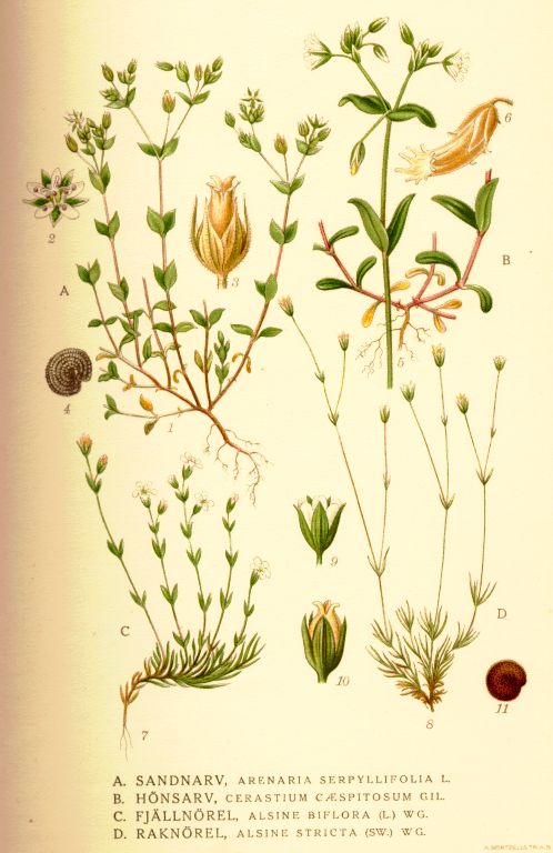 Cerastium_caespitosum