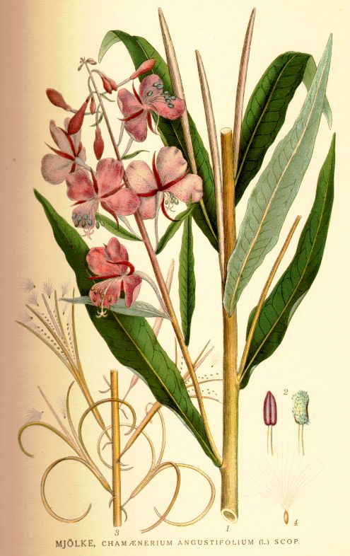 Chamaenerium angustifolium