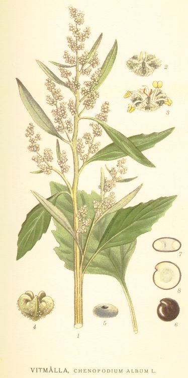 Chenopodium album