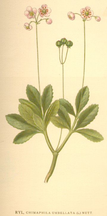 Chimaphila umbellata