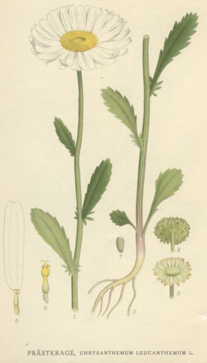 Chrysanthemum leucanthemum